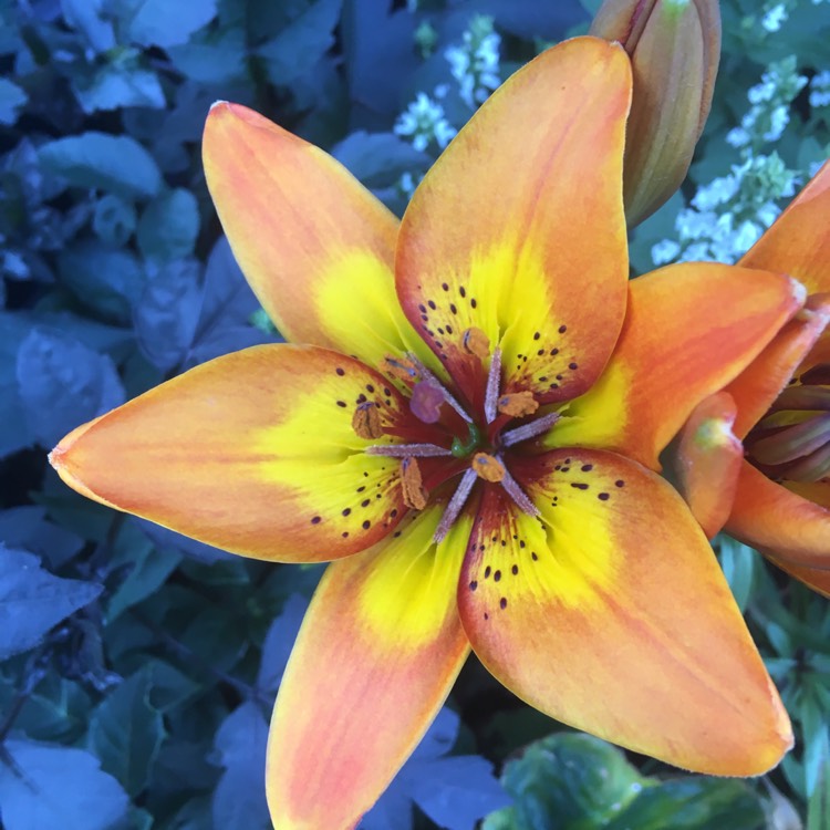 Plant image Lilium 'Bright Joy'