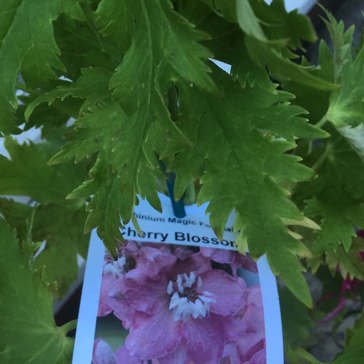 Plant image Delphinium 'Magic Fountains Cherry Blossom'