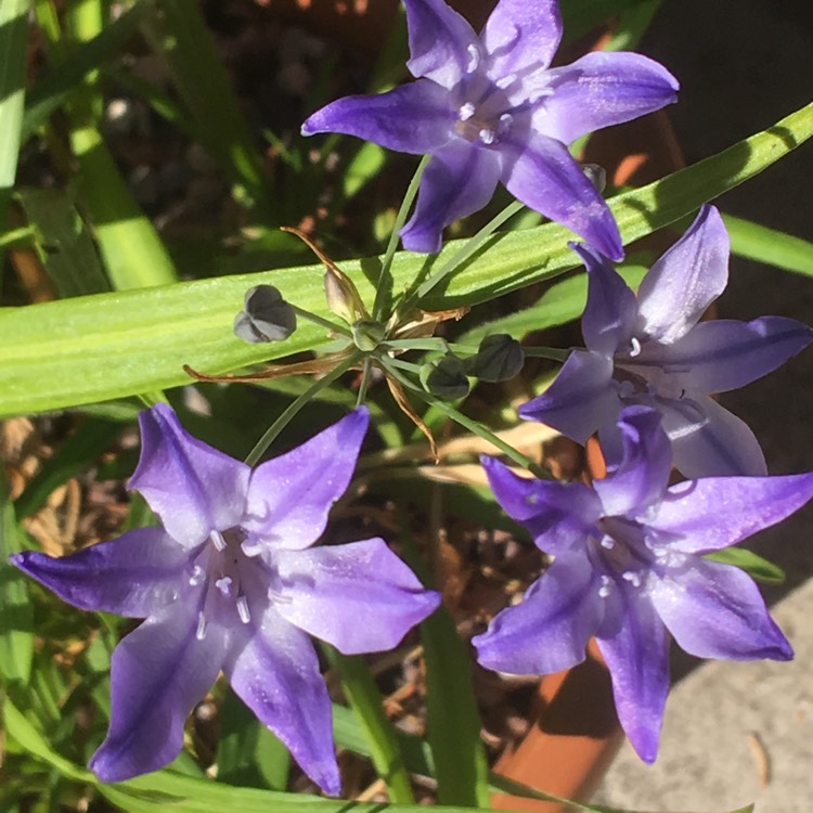 Plant image Triteleia syn. Brodiaea candida ;  Brodiaea laxa