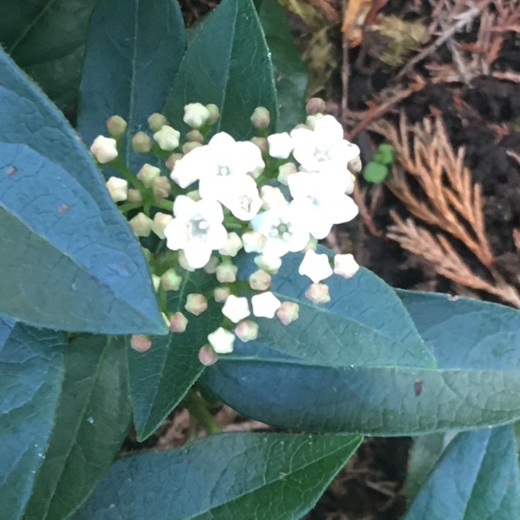 Plant image Viburnum tinus