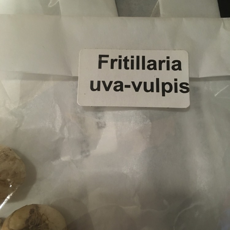 Plant image Fritillaria uva-vulpis