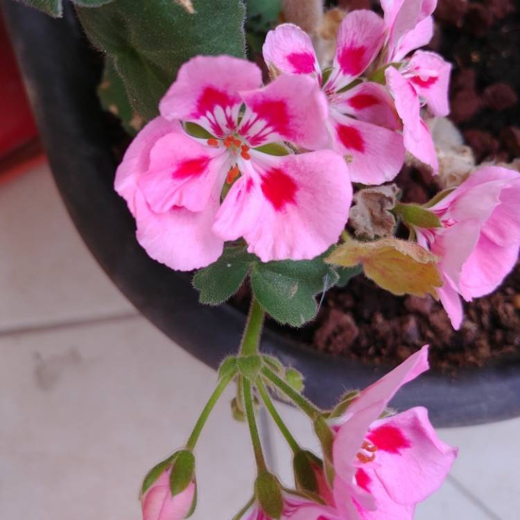 Plant image Pelargonium 'Pinktastic'