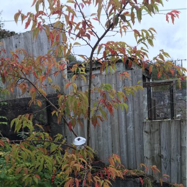 Winter Flowering Cherry 'Autumnalis'