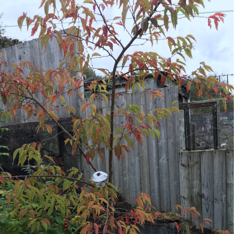 Plant image Prunus x subhirtella 'Autumnalis'