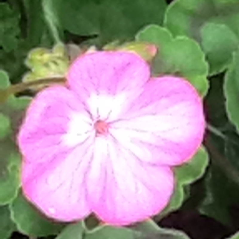 Plant image Pelargonium 'Royal Surprise'