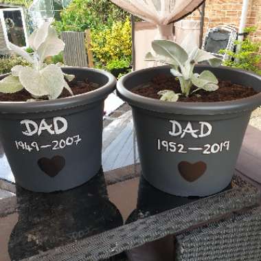 Senecio Angel Wings