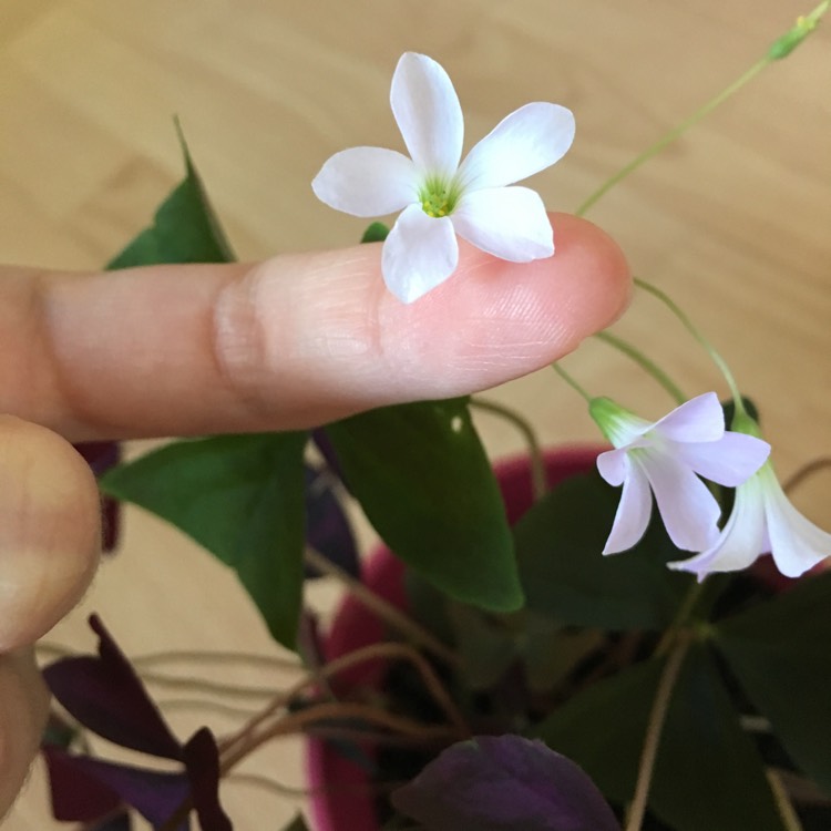 Plant image Oxalis triangularis 'JR Oxburwi' (Xalis Series) syn. Oxalis triangularis 'Burgundy Wine'