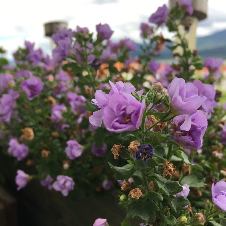 Plant image Bacopa