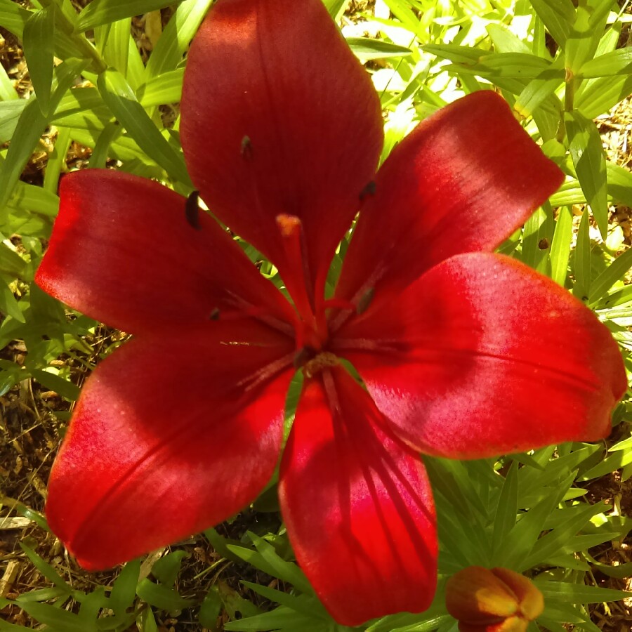 Lily (Asiatic)