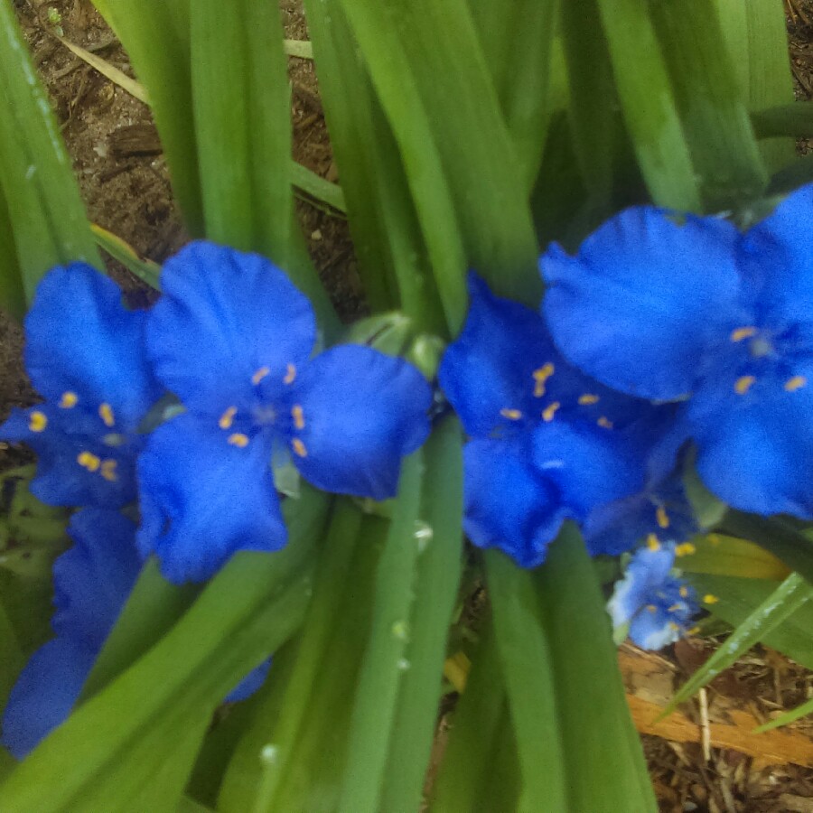 Commelina Coelestis 'Sleeping Beauty'