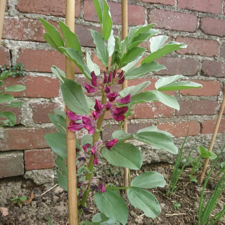 Plant image Vicia Faba 'Crimson Flowered'