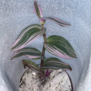 Tradescantia albiflora 'Nanouk'