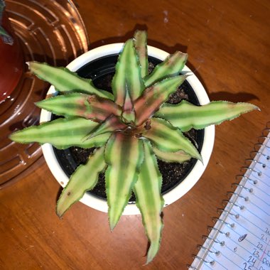 Cryptanthus Bivittatus