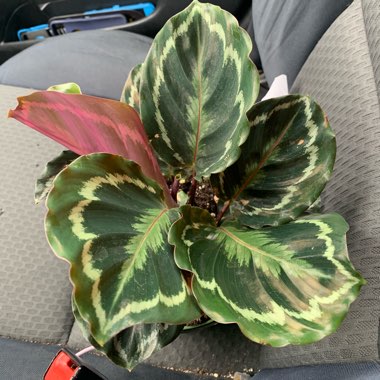 Calathea roseopicta 'Medallion'