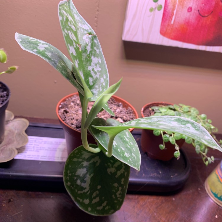 plant image 1501061