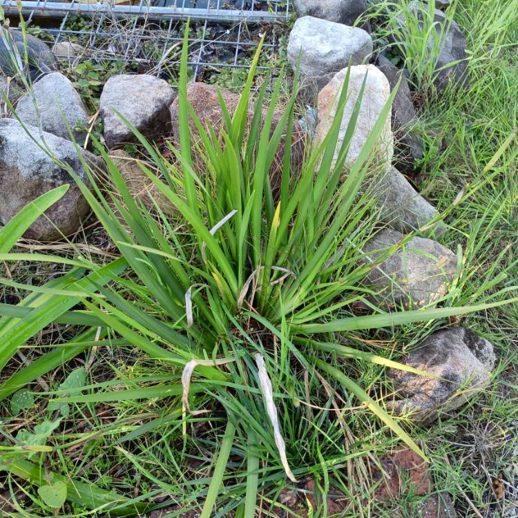 Plant image Dietes