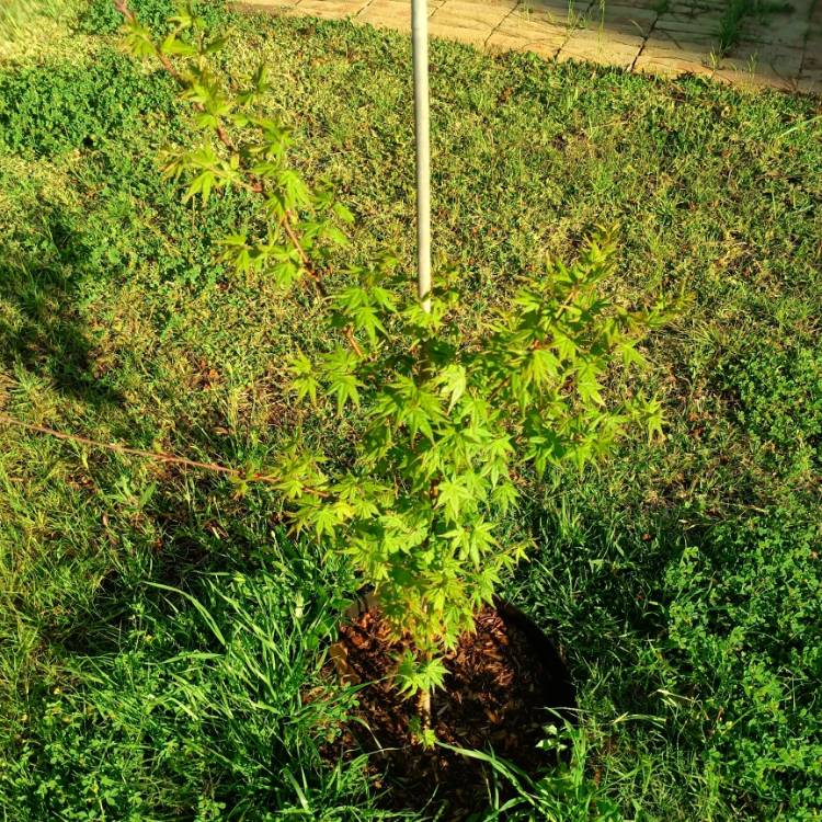 Plant image Acer palmatum 'Filigree' (Dissectum Group) syn. Acer palmatum var. dissectum 'Filigree'