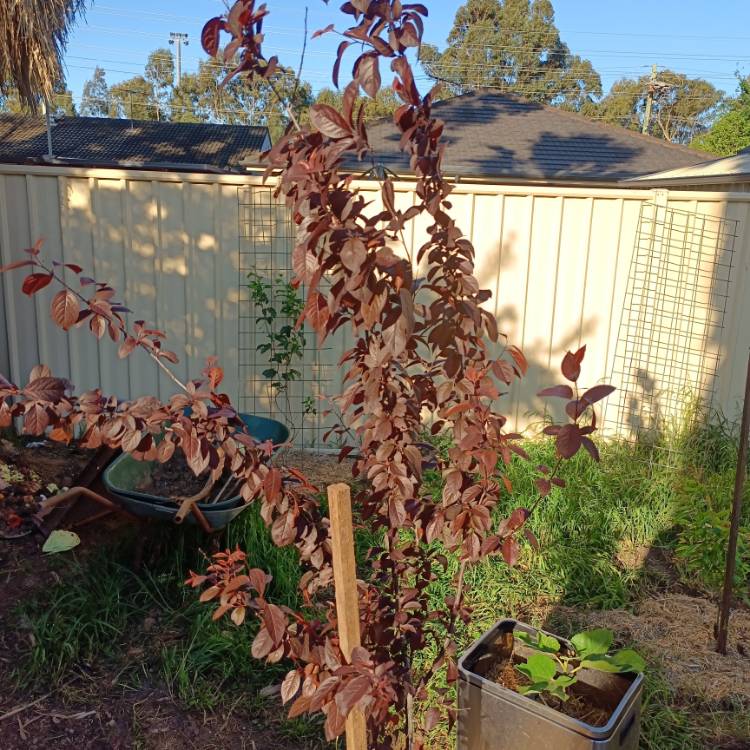 Plant image Prunus Cerasifera 'Thundercloud'