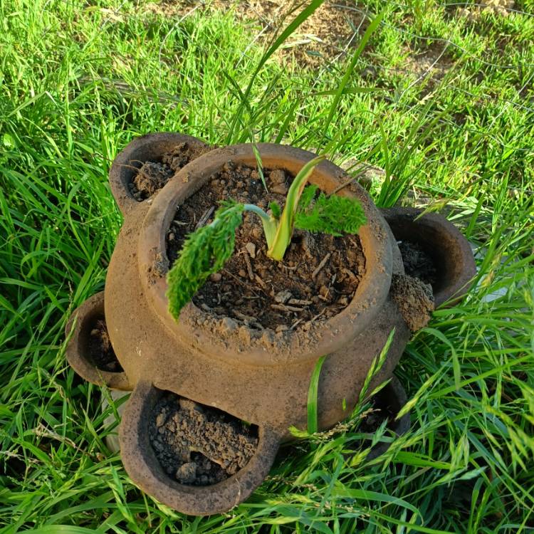 Plant image Pimpinella anisum