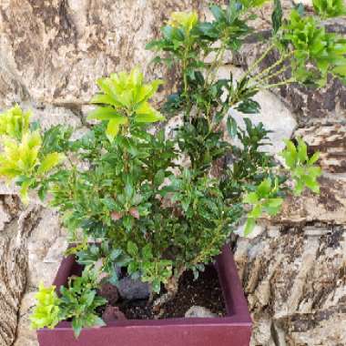 Mountain Laurel