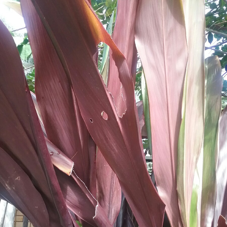 Cordyline Terminalis 'Nigra'