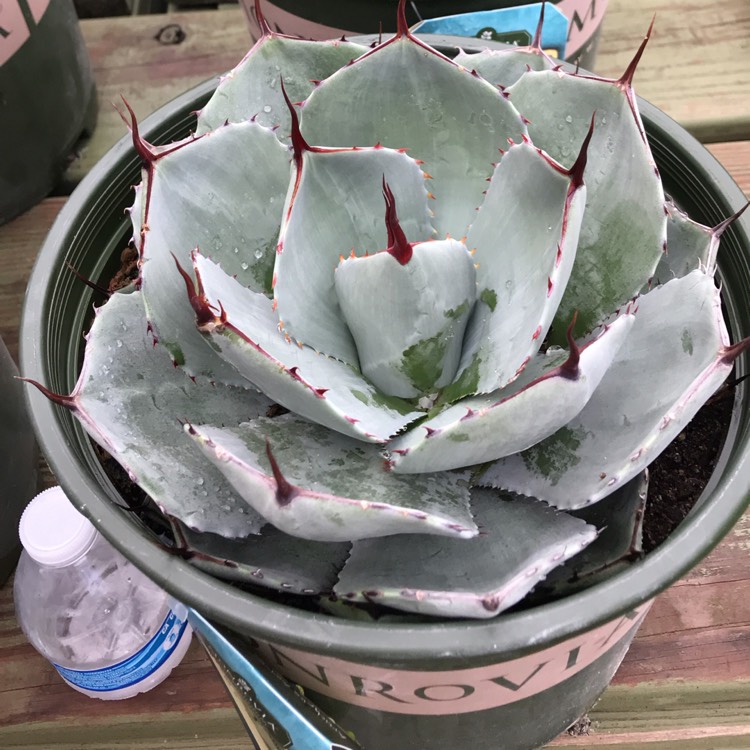 Plant image Agave parryi var. 'Truncata'