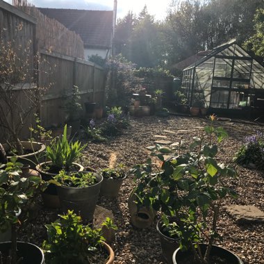 Jo's garden