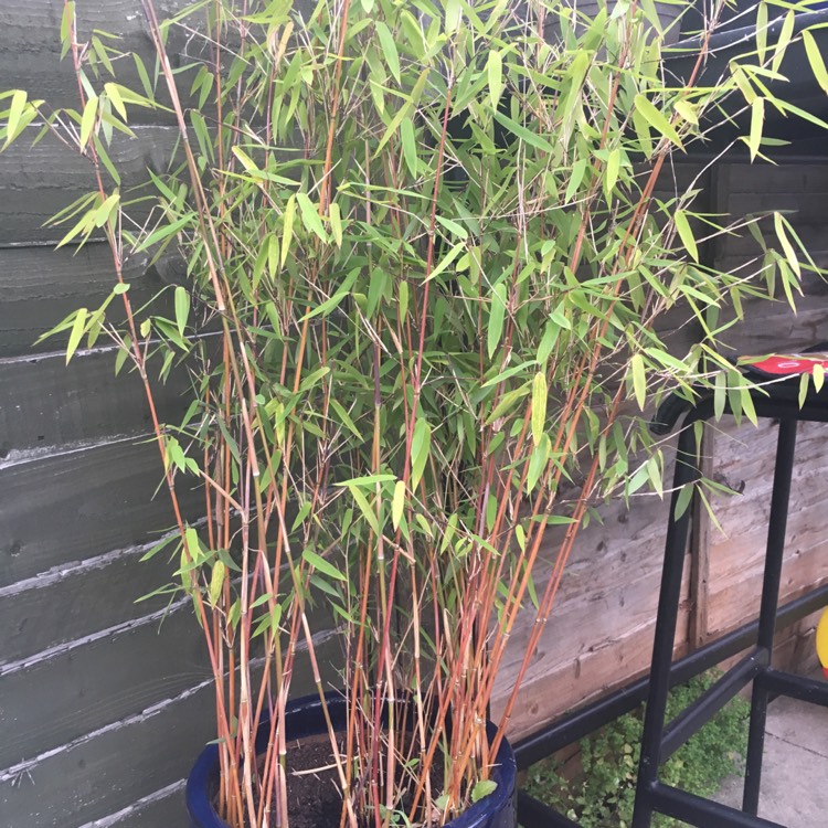 Plant image Phyllostachys aurea 'Albovariegata'