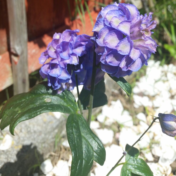 Plant image Delphinium 'Highlander Bolero'