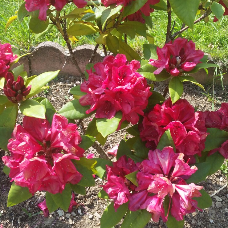 Azalea