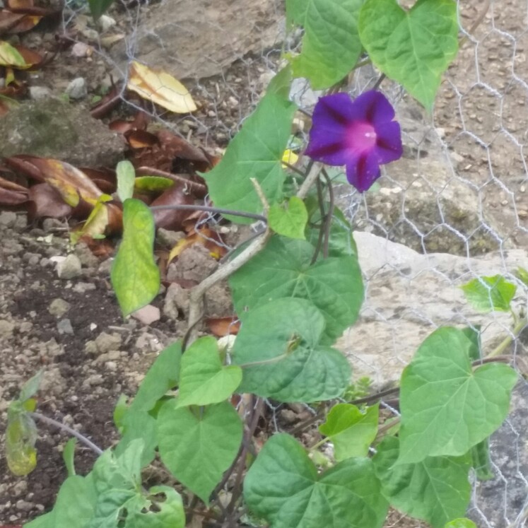 Morning Glory 'Grandpa Ott'