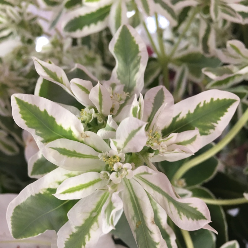 Euphorbia marginata