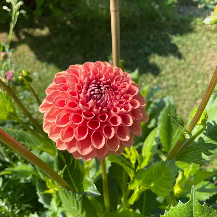 Plant image Dahlia Cornel Bronset