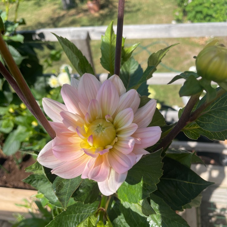 Plant image Dahlia 'Diana's Memory'