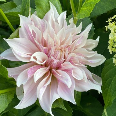 Dahlia 'Cafe au Lait' (Decorative)