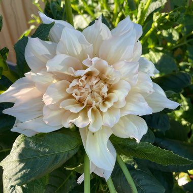 Dahlia Break Out