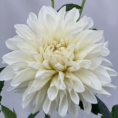 Dahlia 'White Perfection'