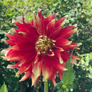 Dahlia Bodacious