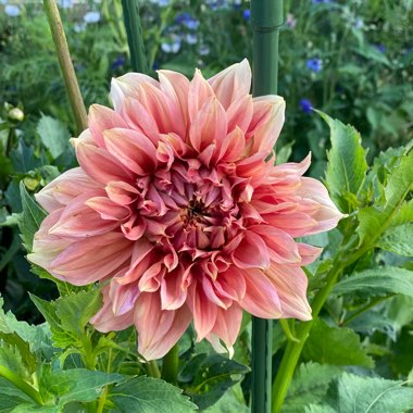 Dahlia Fairway Spur