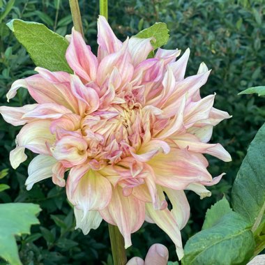 Dahlia Pennhill Watermelon