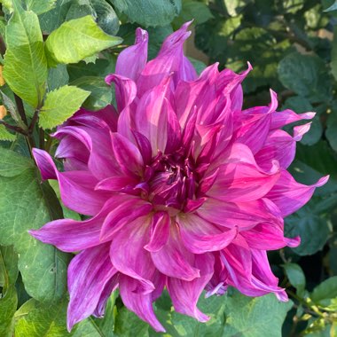 Dahlia 'Penhill Dark Monarch'