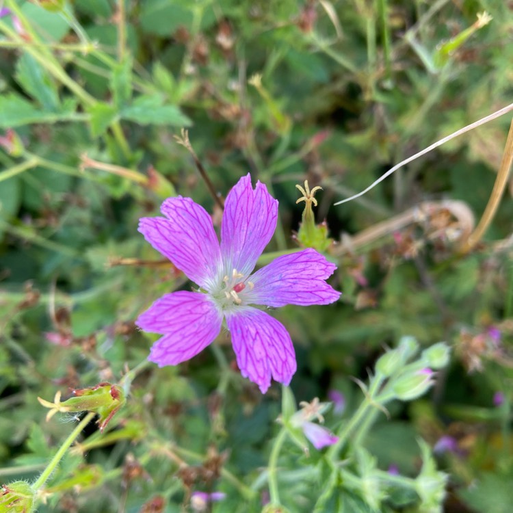 Plant image Geranium endressii