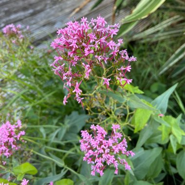 Red Valerian