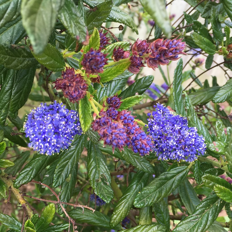 Californian Lilac