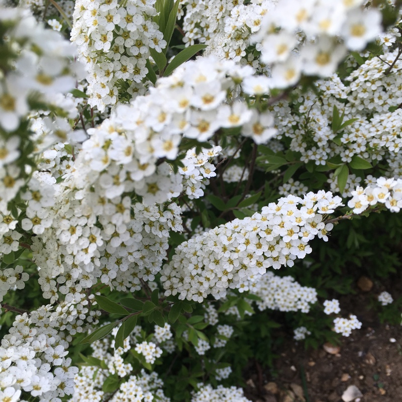 Bridal Wreath