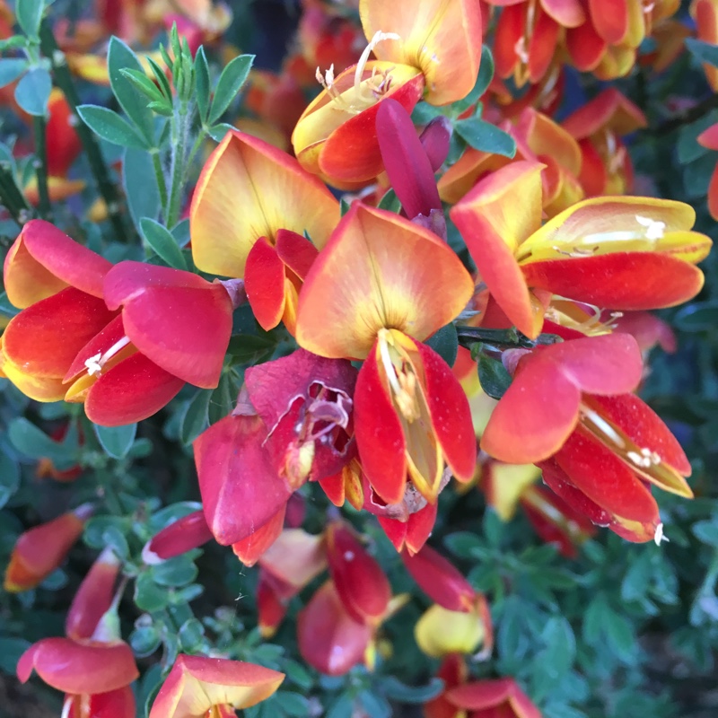 Plant image Cytisus 'Lena'