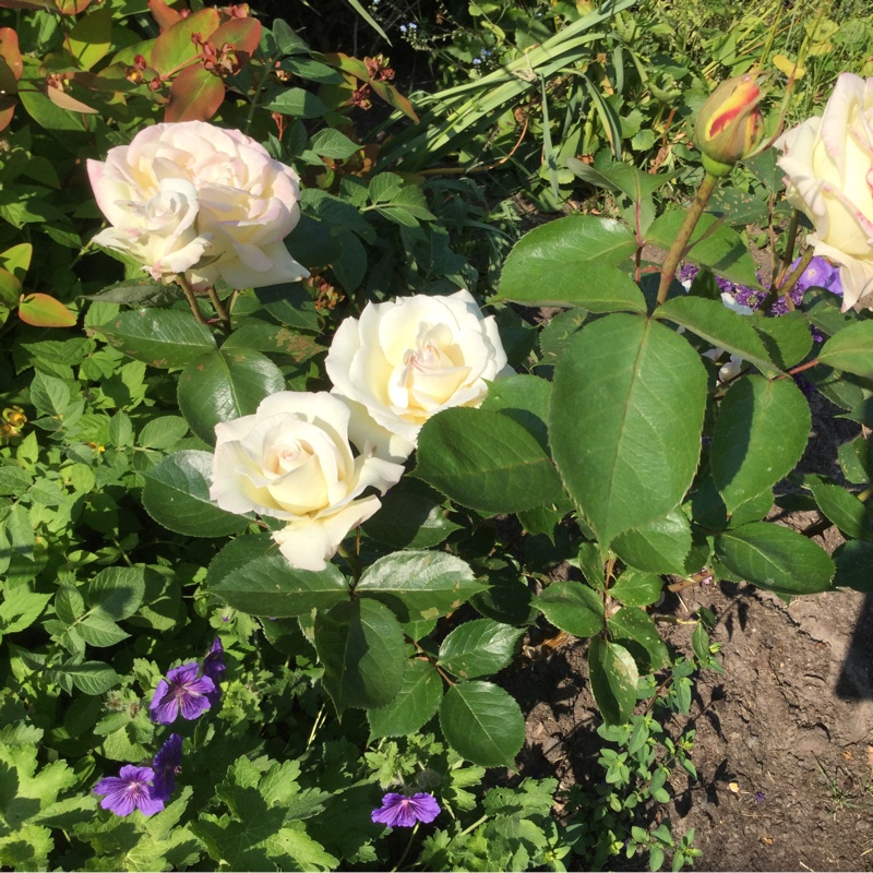 Plant image Rosa 'Poulari' syn. Rosa 'Silver Anniversary', Rosa 'Roy Black', Rosa 'Isis', Rosa 'Karen Blixen'