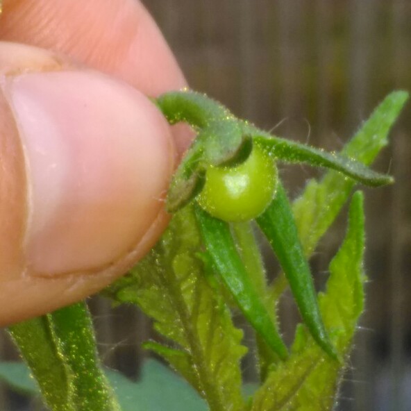 Tomato 'Moneymaker'