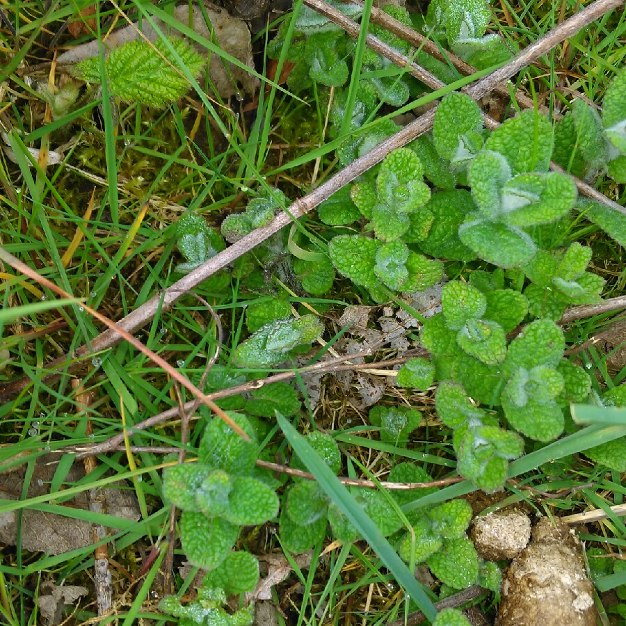 Melissa officinalis