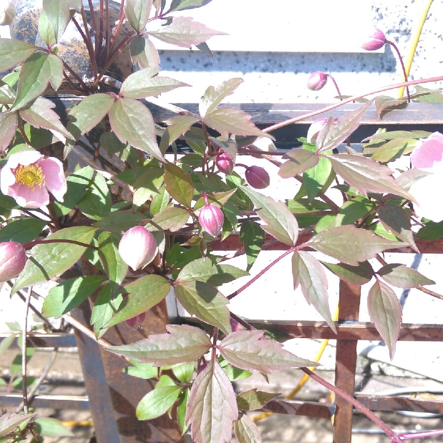 Clematis montana 'Warwickshire Rose'